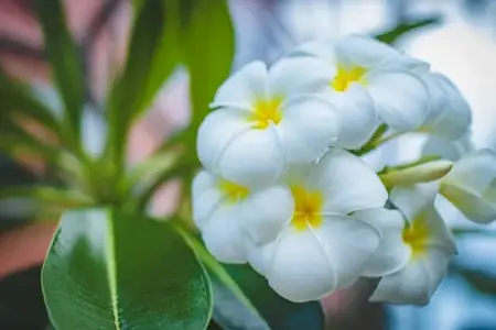 Aromatherapy Massage in Janakpuri, Delhi with premium essential oils for a calming, refreshing, and relaxing wellness experience.